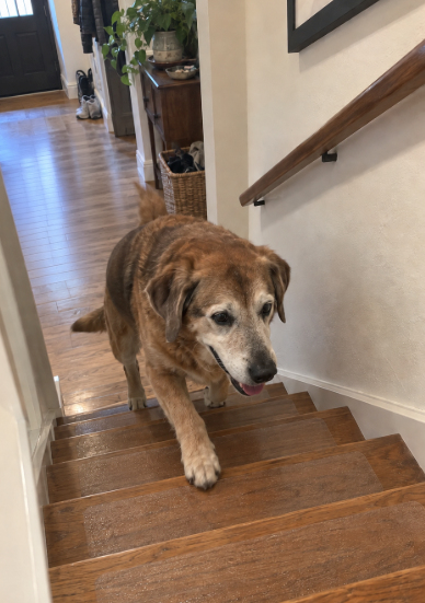 Dog walking down timber stairs fitted with SteadyStep grips